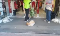 Loja carioca libera entrada de cães de rua para fugirem do sol de 40ºC.