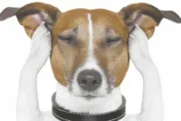 Proteger seu cachorro dos fogos de artifício