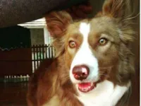 Luto e Bem-Estar dos Animais
