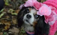 Proibição de venda de cães e gatos no Reino Unido
