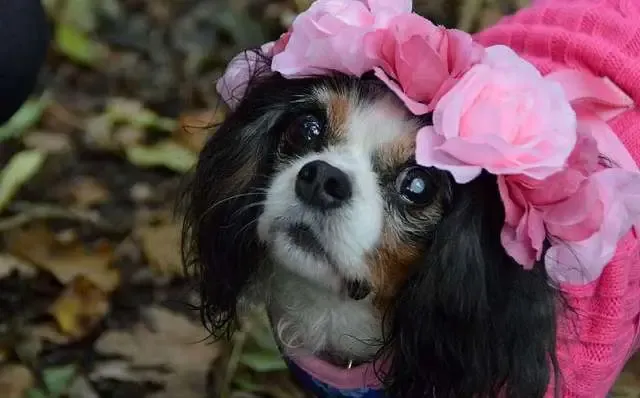 Reino Unido anuncia a proibição de venda de cachorros e gatos em pet shops.