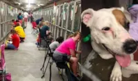 Abrigo para cães durante fogos de artifício