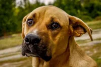 Prefeitura veta emendas para causa animal