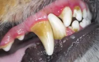 Como prevenir e tratar o tártaro em cachorros