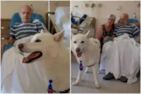 Visita de cão a paciente em hospital