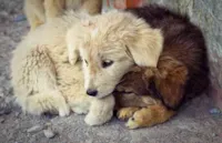Invadir Domicílio para Salvar Animais