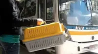 Tá liberado: 'pais' de pets agora podem passear com 'filhos' em ônibus em todo o MS.