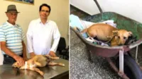 Idoso socorre cão atropelado