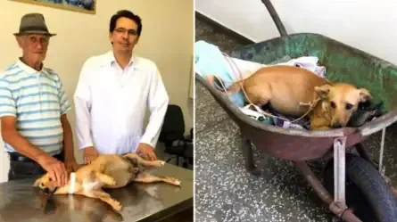 Idoso socorre cão atropelado em carrinho de mão e anda 1 km no sol quente.