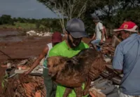 Defesa Civil diz que não autorizou abate aleatório de animais em Brumadinho.