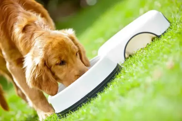 Alimentação úmida pode ser uma alternativa para nutrir e refrescar pets no verão.