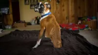 Superação de Animais Deficientes