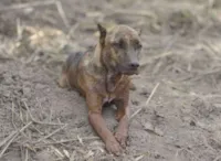Cão Vitinho espera por seus donos em Brumadinho