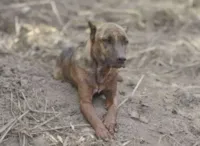 Cão Vitinho espera por seus donos em Brumadinho e comove internautas. 