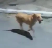 Cachorra corre atrás de ambulância na Paraíba