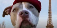 Governo Francês: Direitos dos Animais