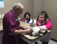 Gato doente atendido por veterinário