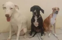 Vira-lata: conheça as vantagens de ter um cão sem raça definida como companheiro.