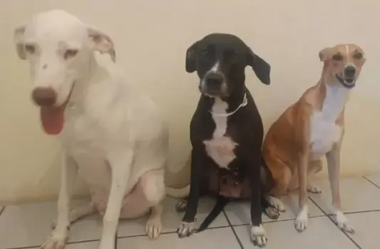 Vira-lata: conheça as vantagens de ter um cão sem raça definida como companheiro.