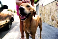 Cachorro com fome: causas e soluções