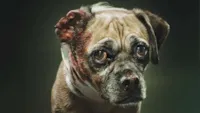 Agressão a Animais: Um Crime a Combatê-lo