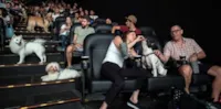 Cineminha para Cachorros em São Paulo
