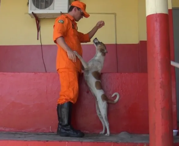 Cães de rua são adotados por bombeiros e viram mascotes de quartel.