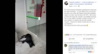 Cachorro espera dono em hospital de SP