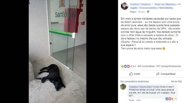 Cachorro ‘acampa’ em hospital de SP à espera de dono que morreu há 3 dias.
