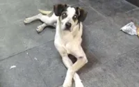 Carrefour e o Fundo para Cuidados de Animais