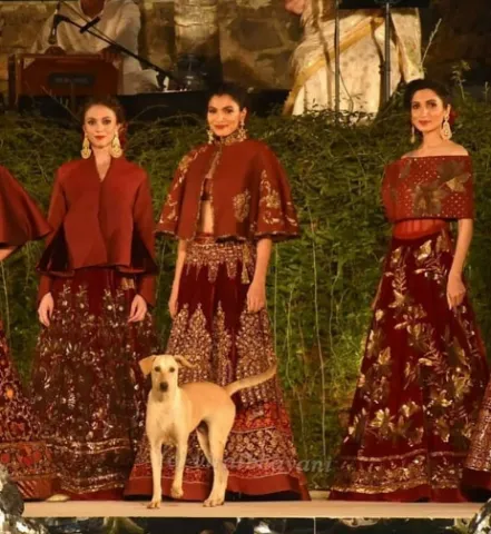 Cachorro de rua invade desfile de moda e mostra a todos como se desfila de verdade!!!
