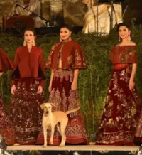 Cachorro de rua invade desfile de moda e mostra a todos como se desfila de verdade!!!