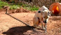 Lei proíbe deixar cachorros acorrentados