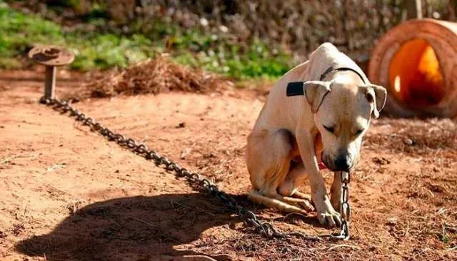Lei proíbe deixar cachorros acorrentados e sempre presos.