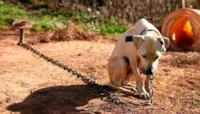 Lei proíbe deixar cachorros acorrentados e sempre presos.