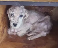 Mulher multada por maltratar 18 cachorros