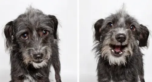 Ensaio Fotográfico: Adoção de Cachorros
