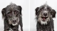 Ensaio Fotográfico: Adoção de Cachorros