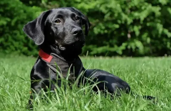 Síndrome do Cachorro Preto: a triste discriminação de animais escuros.