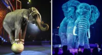 Circo Alemão Inova com Hologramas