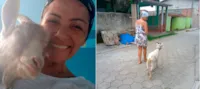 Bode é adotado em Ubatuba-SP