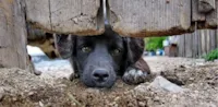 Holanda e seu sucesso sem cachorros abandonados