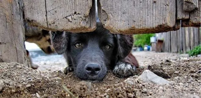 Holanda se torna o primeiro país do mundo sem cachorros abandonados.