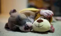 Quando os cachorros sonham com seus donos