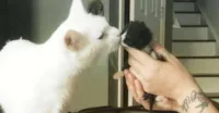 Conheça o gato especial que acolhe e abraça os novos gatinhos que chegam no abrigo.