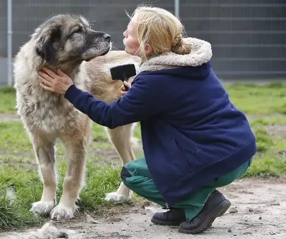 Como a Alemanha faz para evitar que animais vivam abandonados nas ruas?