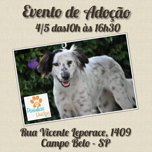 Encontre seu melhor amigo na nossa feira de adoção. Mais de 50 pets esperando por um lar! Venha nos visitar e adote um animal. Faça a diferença!