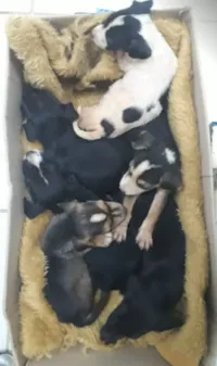 Bombeiros resgatam filhotes de cachorro