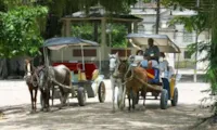 Lei proíbe o uso de cavalos para puxar carroças no estado.