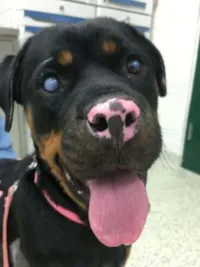 Enxerto de pele salva cachorrinha queimada
